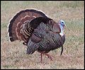 _4SB3389 wild turkey